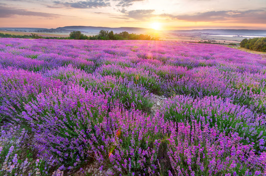 The Broad Spectrum of Lavender Essential Oils